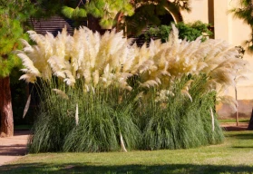 Doplňte zahradu o okrasné trávy, pěstování je jednoduché