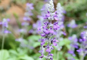 V zimě za oknem, v létě v záhonu, rozmarýn lze pěstovat i v našich podmínkách po celý rok