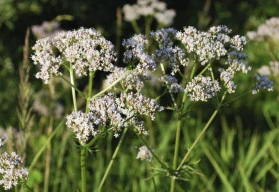 Příjemná chuť, konejšivá vůně, voňavý čaj vám uleví – bylinky, které pomohou při trávicích obtížích