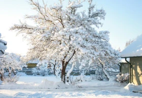 Lednové zahradničení
