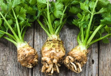 Celer má dlouhou vegetační dobu, začněte s jeho předpěstováním již nyní 