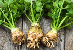 Celer má dlouhou vegetační dobu, začněte s jeho předpěstováním již nyní 