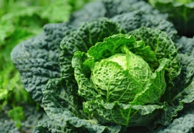 Kapusta není tak populární jako zelí, ale v prospěšnosti pro zdraví si s ním nezadá