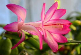 Co potřebují kaktusy, aby prospívaly a kvetly?