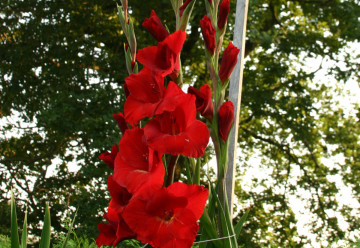 Na výsadbu jarních cibulovin je již pozdě, ale na ty letní, máte ještě chvilku času