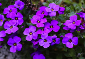 Posly jara nemusí být jen cibuloviny, jsou jimi také některé trvalky 