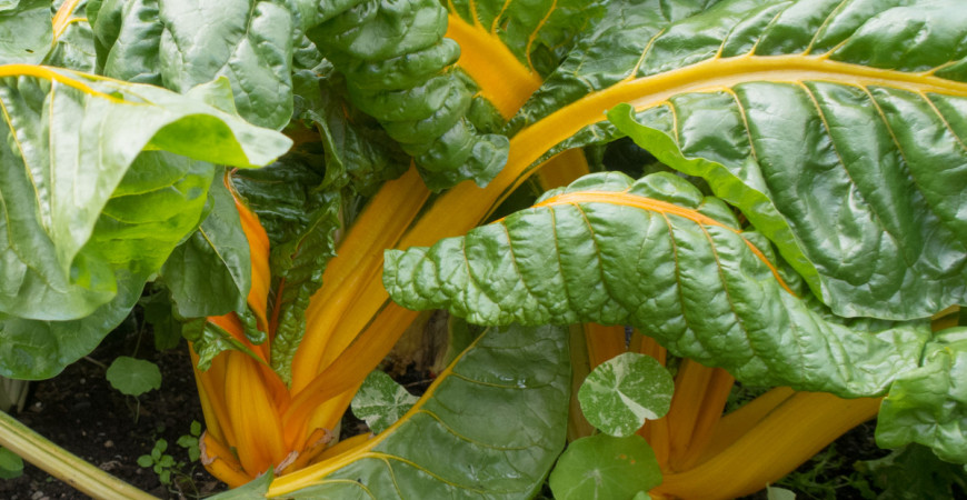 Mangold lze pěstovat i v okrasné zahradě, jeho stonky hýří barvami