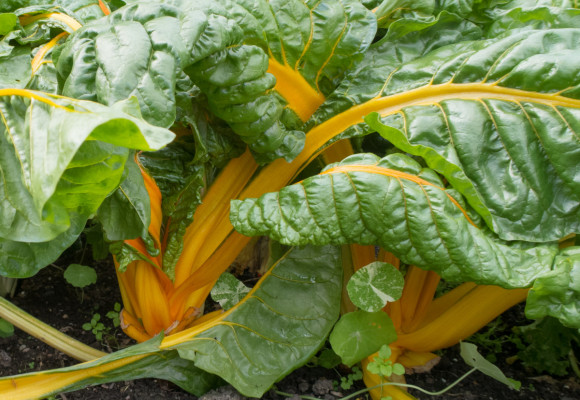Mangold lze pěstovat i v okrasné zahradě, jeho stonky hýří barvami