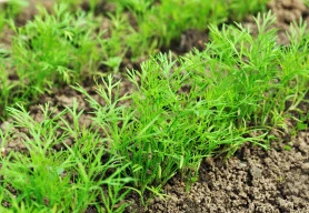 Kopr lze pěstovat jak na záhonku, tak i v květináči na parapetu nebo balkoně