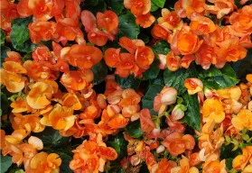 Máte balkon ve stínu? Jaké stínomilné druhy okrasných rostlin můžete pěstovat? 