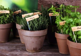 Plánujete bylinkový záhon? 