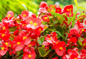 Duben - péče o přenosné rostliny a výsev letniček