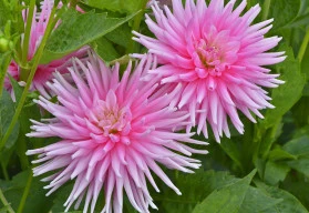 Jiřinky vysazujte na začátku května, na podzim svými sytými barvami květů ozdobí zahradu