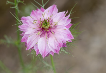 Černucha, rychle rostoucí letnička, která ozdobí zahradu i po odkvětu