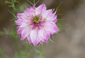 Černucha, rychle rostoucí letnička, která ozdobí zahradu i po odkvětu