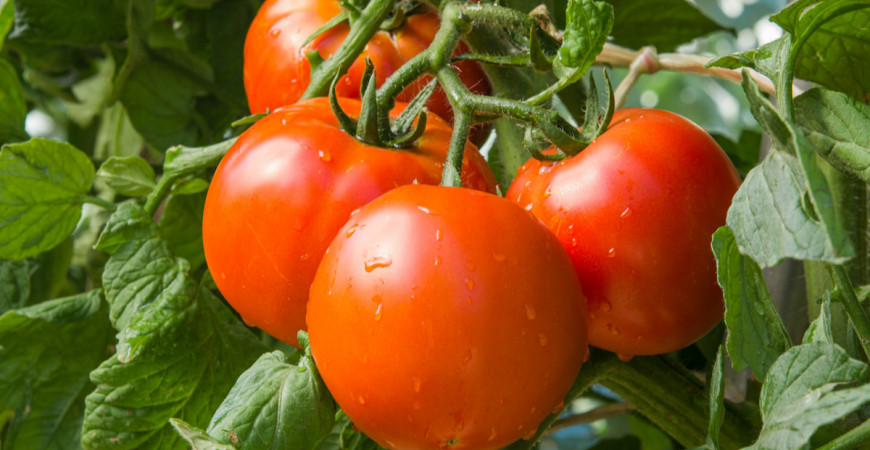 Na výsev rajčat je již pozdě, co vám nabídnou v zahradnických centrech a jakou zvolit odrůdu?