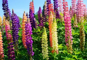 Vysoké stvoly kvetoucích trvalek zahradu zkrášlí 