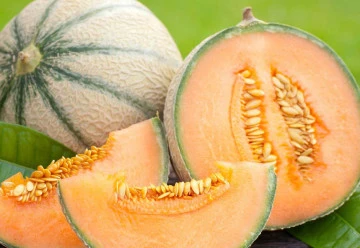 Vypěstujte si cukrový meloun. I na české zahradě je to možné.