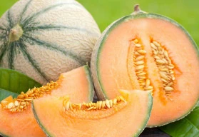 Vypěstujte si cukrový meloun. I na české zahradě je to možné.