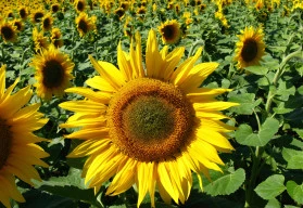 Slunečnice pro krásu, radost i užitek, nemusí být jen žluté