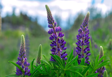 Lupina byla chloubou zahrad už za našich babiček