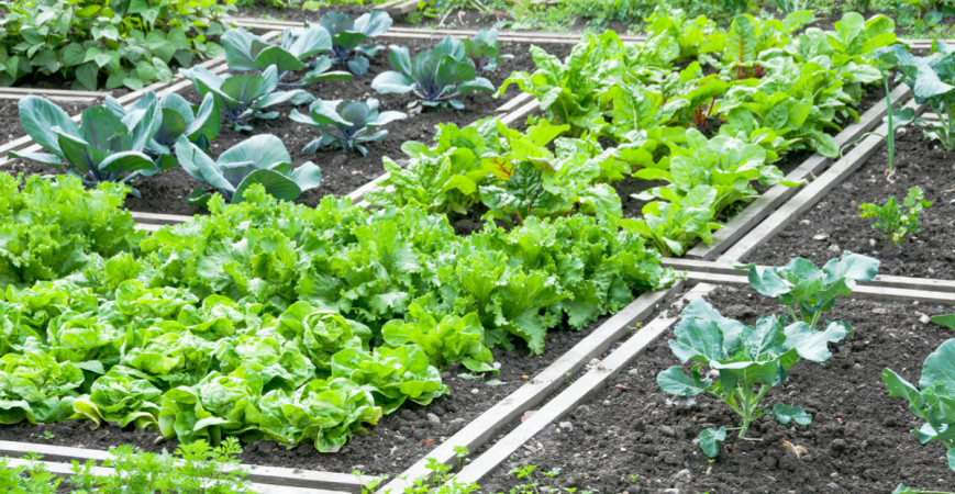 Jak si zajistit bohatou úrodu? Zalévat a hnojit.