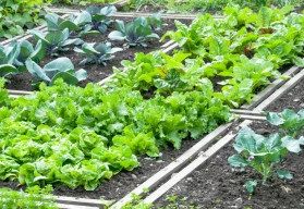 Jak si zajistit bohatou úrodu? Zalévat a hnojit.