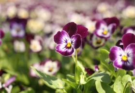 Kvetou velkou část roku, macešky do truhlíku i na záhon