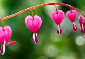 Jakými trvalkami osadit stinná místa v zahradě? 