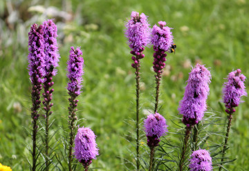 Šuškarda, láká na svůj květ motýly i čmeláky