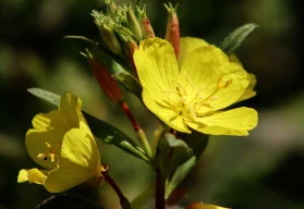 Pupalka, květina zářící v letních nocích