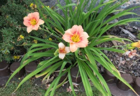 Denivka, krása květů jednoho dne, dříve bývala jednou z nejrozšířenějších rostlin v zahradách