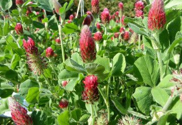 Zelené hnojení - přirozené obohacení půdy o organické živiny 