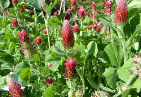 Zelené hnojení - přirozené obohacení půdy o organické živiny 