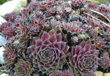 Nemáte skalku a chcete pěstovat skalničky? I bez skalky je to možné.