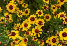 Krásnoočko, vděčná trvalka jako stvořená pro suchá léta