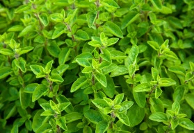 Chuť bramboráku bez majoránky by nebyla úplná