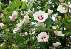 Ibišek syrský a jeho pěstování