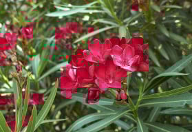 Krásná, atraktivní, ale nebezpečná rostlina - oleandr