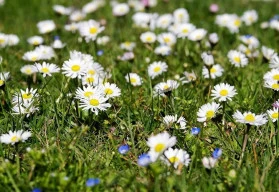 Nezapomněli jste vysít dvouletky? Jaké pěstovat? 