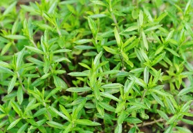 Saturejka, nejen koření výrazné až ostré chuti, ale i léčivá bylina