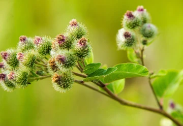 Nepřehlédnutelný plevel, který se dá pěstovat jako zelenina - lopuch větší