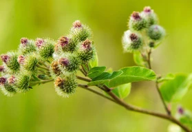 Nepřehlédnutelný plevel, který se dá pěstovat jako zelenina - lopuch větší