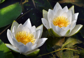 Nezapomeňte zazimovat jezírko, aby se všichni jeho obyvatelé dožili ve zdraví jara