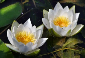 Nezapomeňte zazimovat jezírko, aby se všichni jeho obyvatelé dožili ve zdraví jara