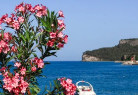 Květy dýchající létem