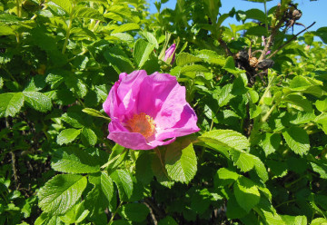 Růže svraskalá nás upoutá svou jednoduchou a přirozenou krásou