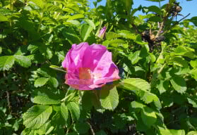 Růže svraskalá nás upoutá svou jednoduchou a přirozenou krásou