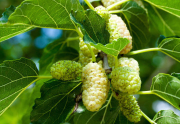 Morušovník je obrem mezi ovocnými stromy, potřebuje však teplo