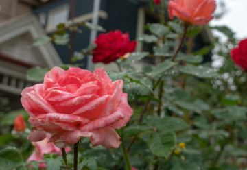 Růže není rostlinou na rok – jak na výsadbu, aby se jí v zahradě dařilo? (1.)